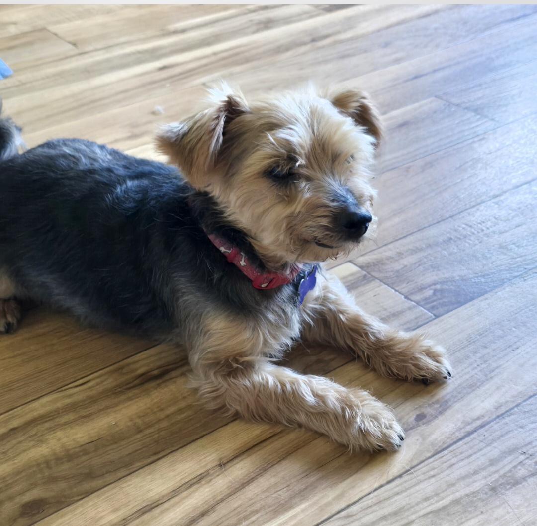Enlarge Chuckie, a ADOPTABLE Yorkshire Terrier in Jamestown, ND image 3/6