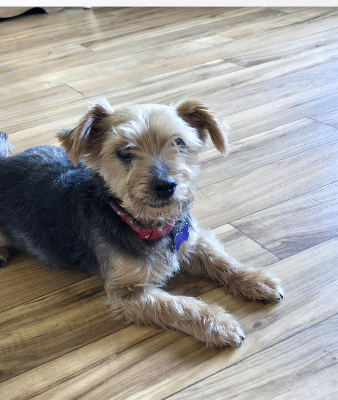 Enlarge Chuckie, a ADOPTABLE Yorkshire Terrier in Jamestown, ND image 2/6