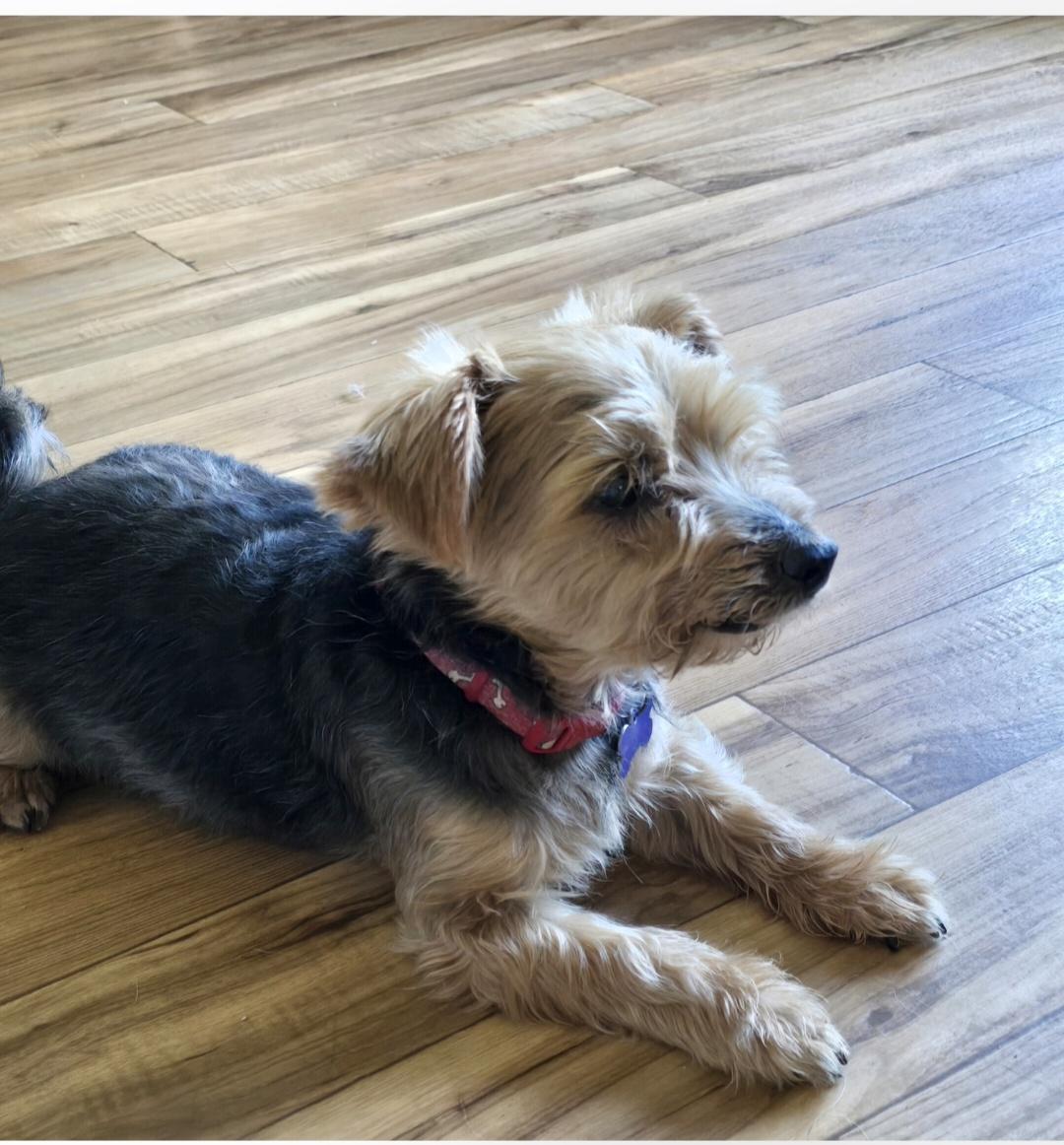 Enlarge Chuckie, a ADOPTABLE Yorkshire Terrier in Jamestown, ND image 5/6