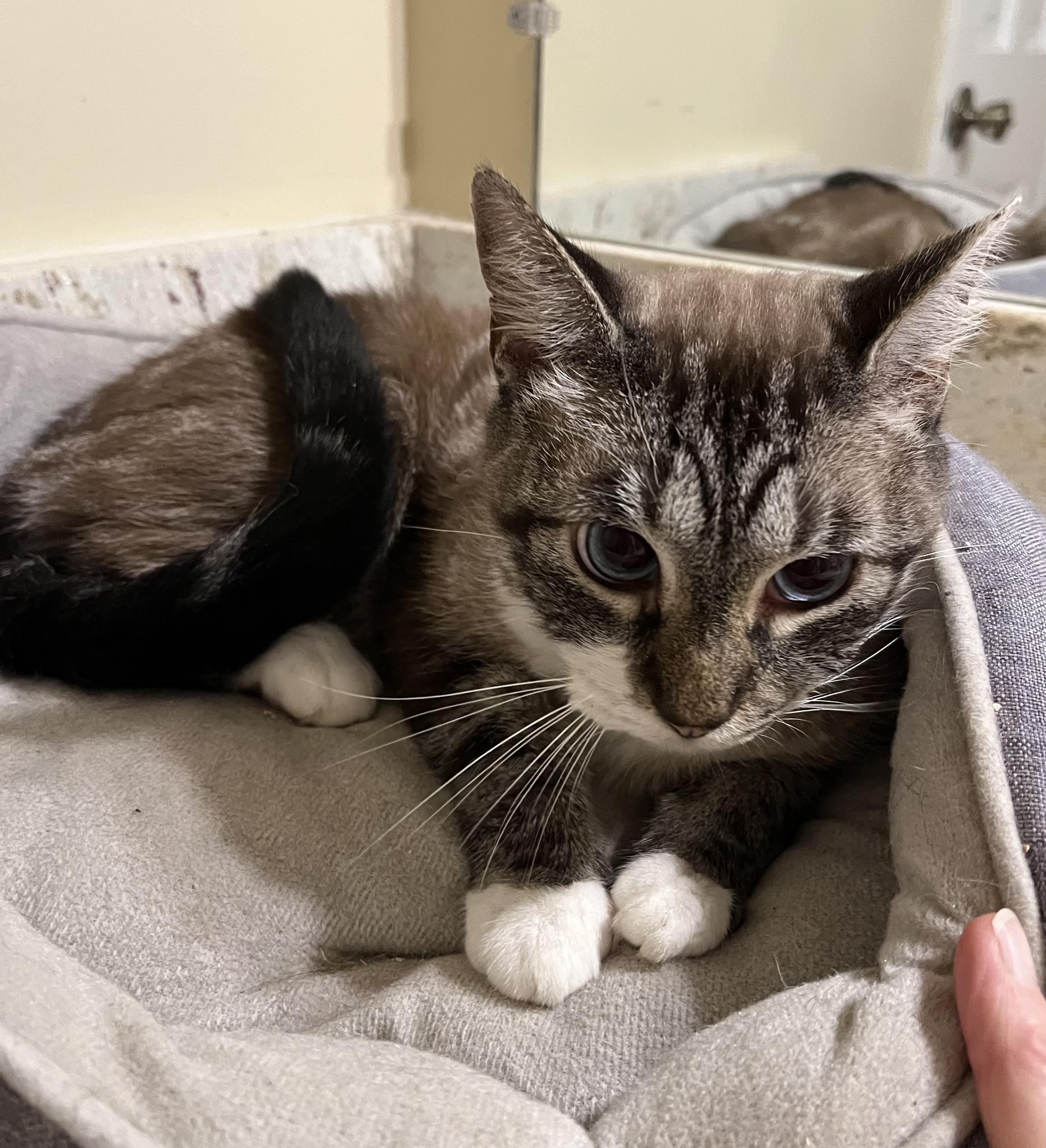 Enlarge Tata, an adoptable mixed breed in Mobile, AL image 1/1