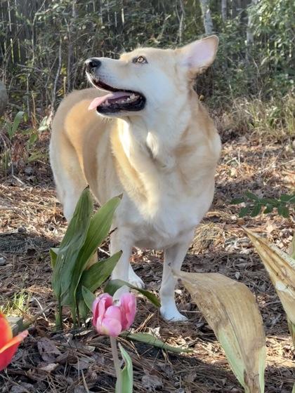 Rae-lee, Adoptable, Senior Female Golden Retriever & Mixed Breed.