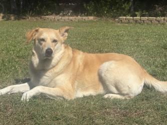 Enlarge Rae-lee, a Adoptable mixed breed in Conway, SC image 2/3