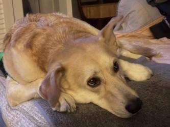 Enlarge Rae-lee, a Adoptable mixed breed in Conway, SC image 3/3