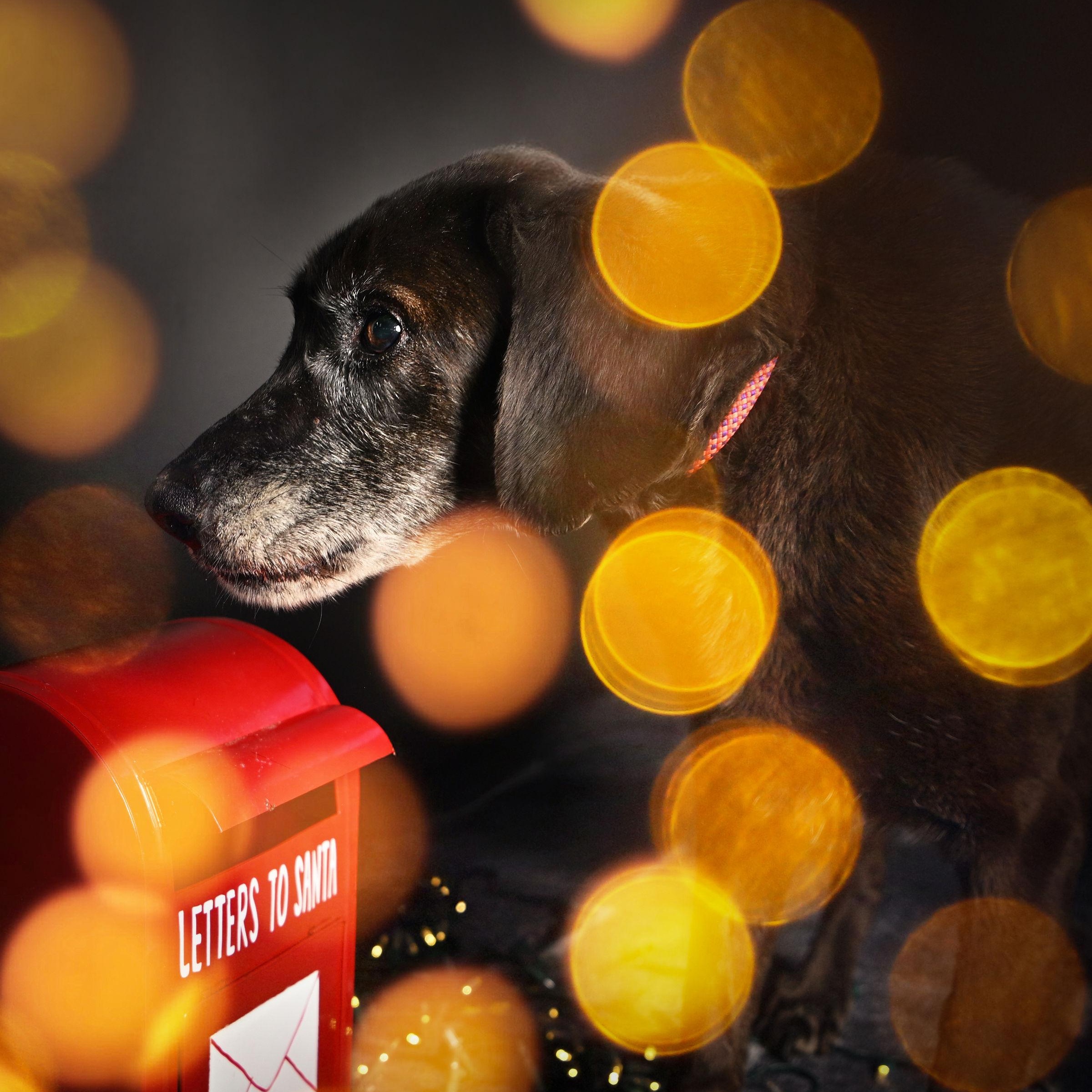 Ladybird, a ADOPTABLE mixed breed in Ferndale, WA image 4/4