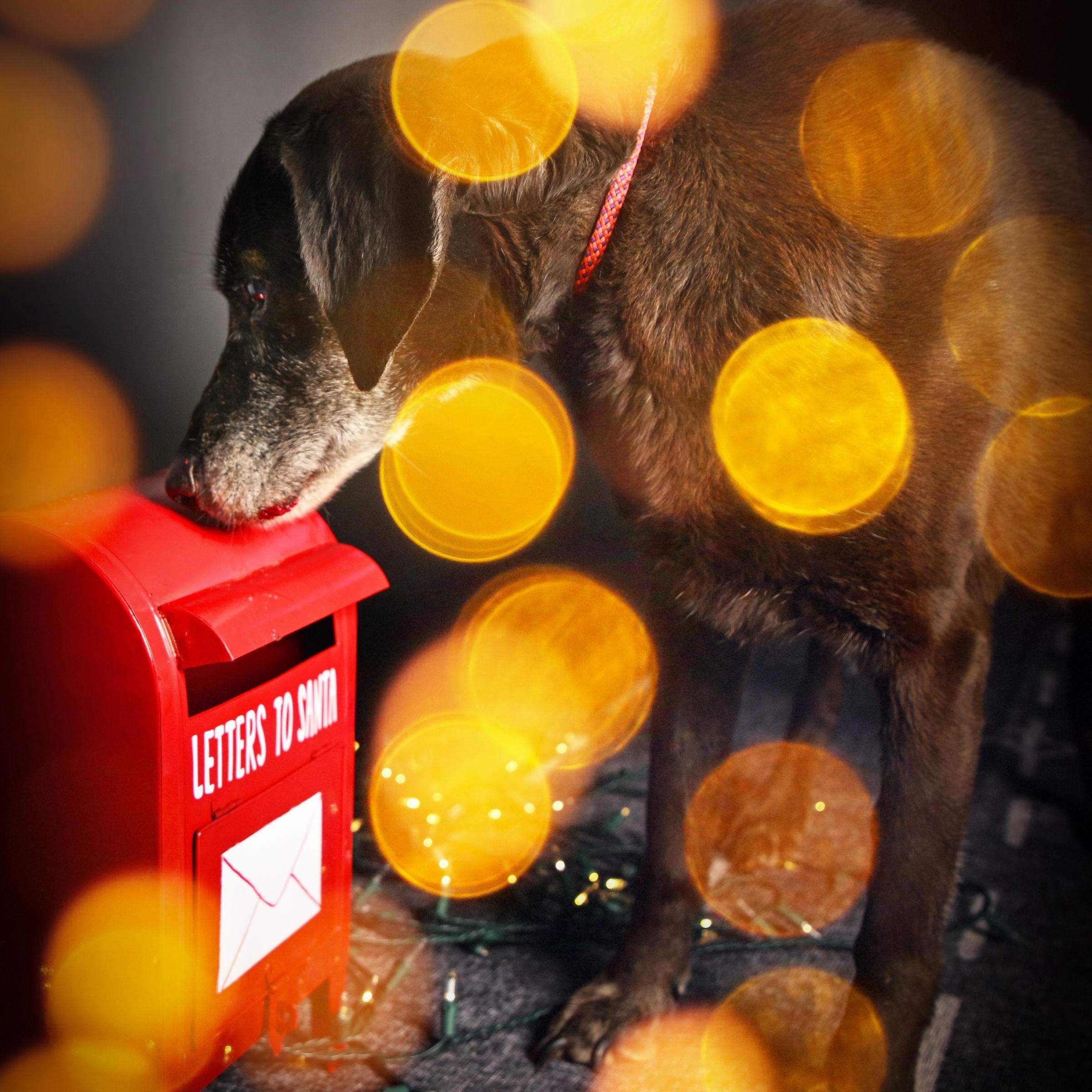 Ladybird, a ADOPTABLE mixed breed in Ferndale, WA image 2/4