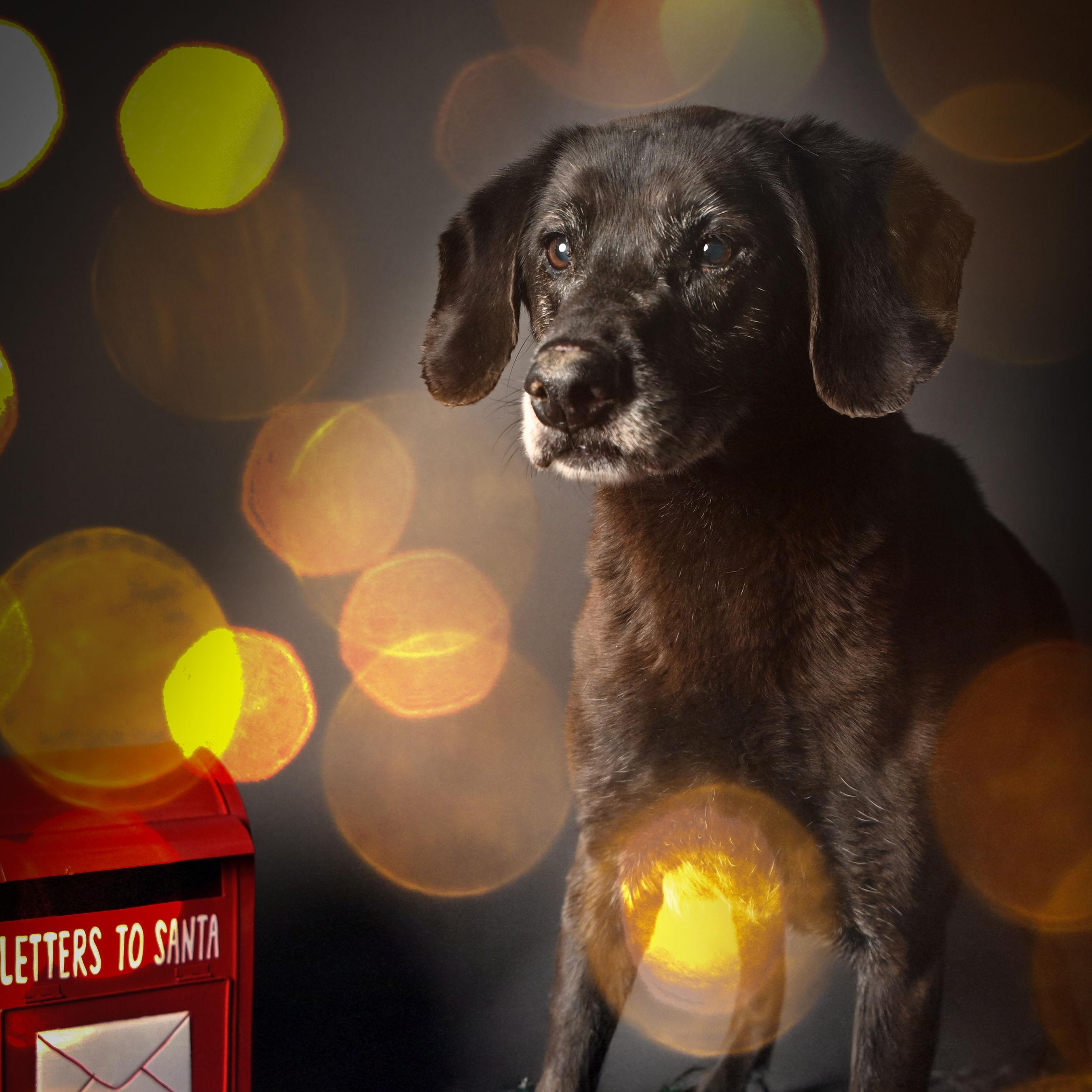 Ladybird, a ADOPTABLE mixed breed in Ferndale, WA image 1/4