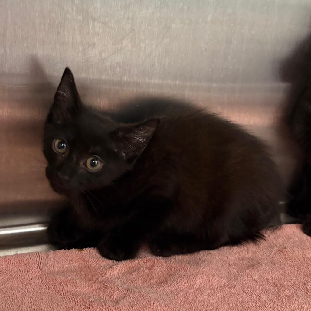 Asparagus, Adoptable, Kitten Male Domestic Short Hair.