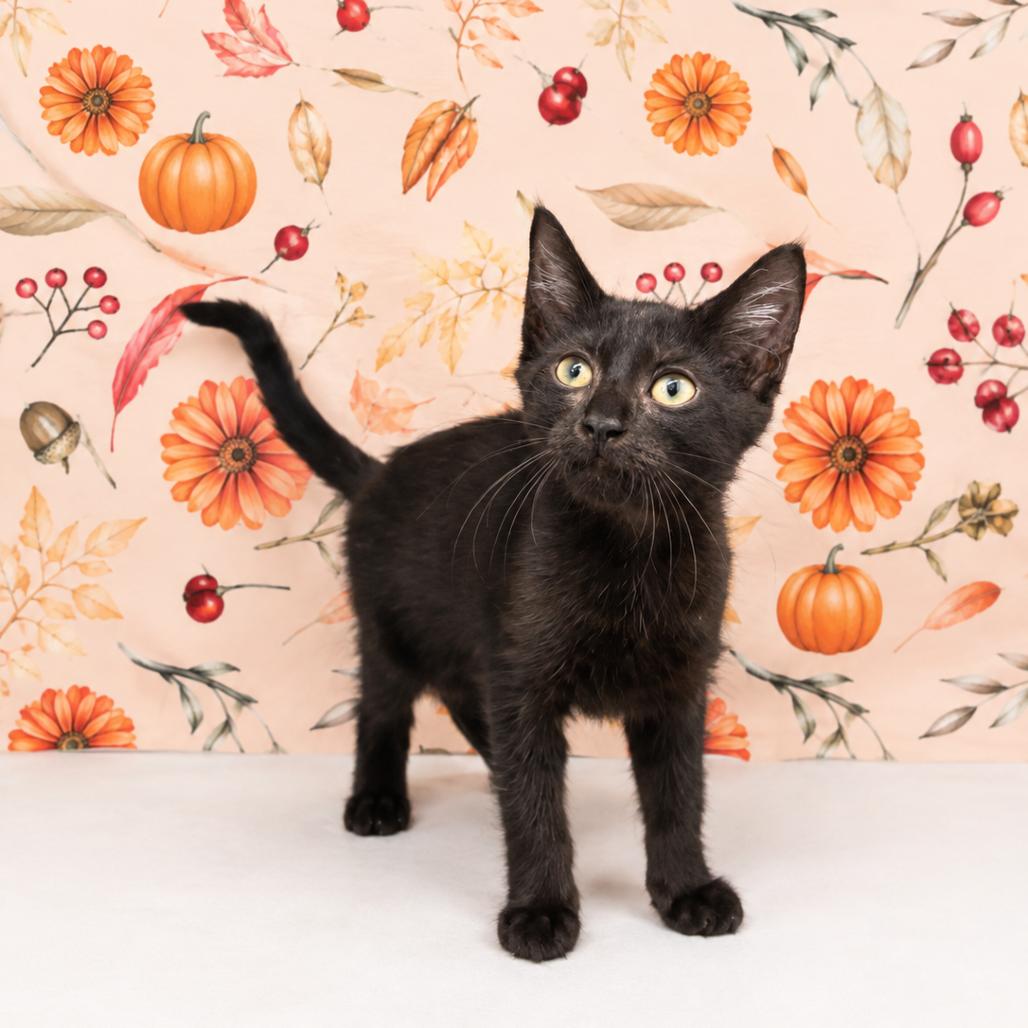 Enlarge Asparagus, a Adoptable Domestic Short Hair in Morganton, NC image 2/3