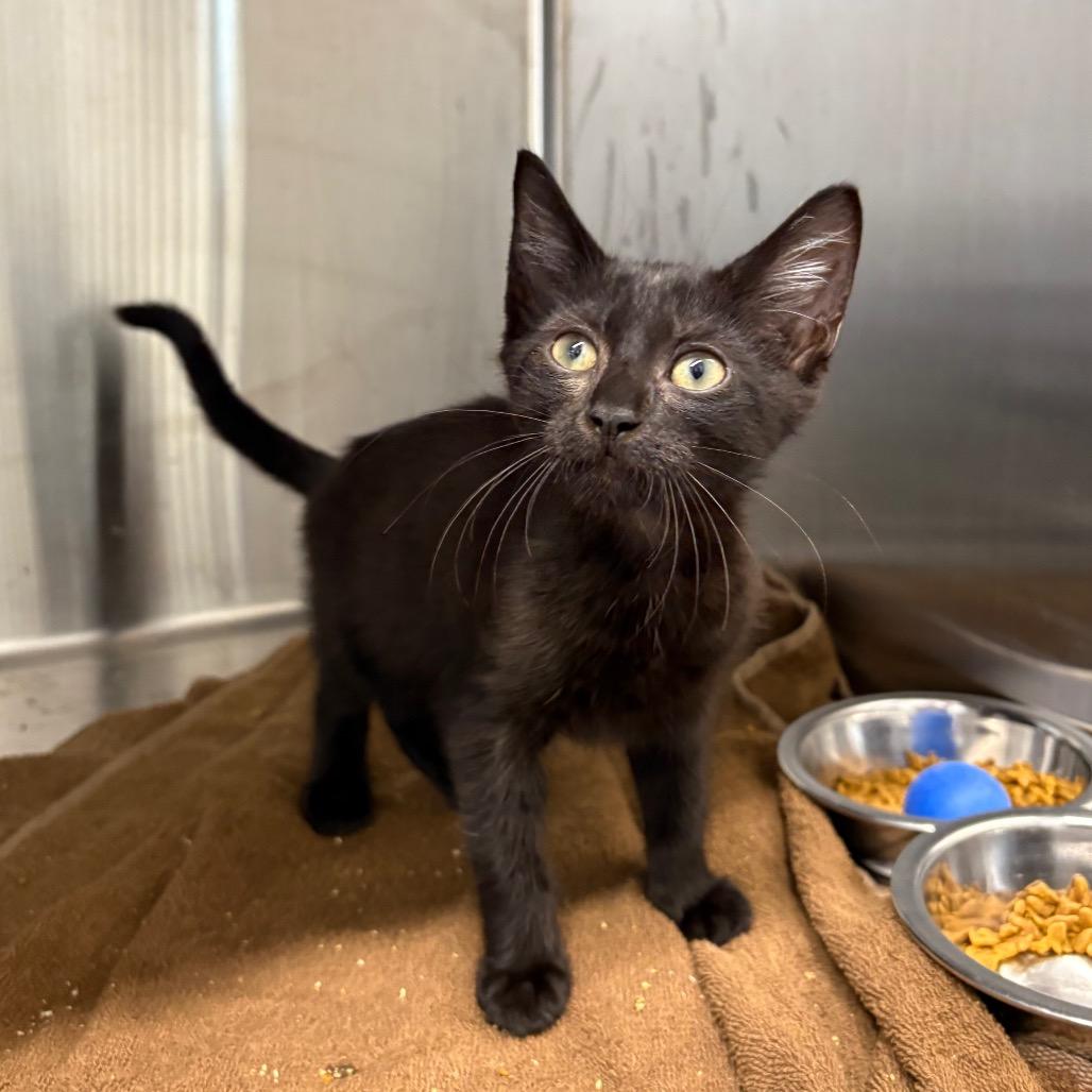Enlarge Asparagus, a Adoptable Domestic Short Hair in Morganton, NC image 3/3