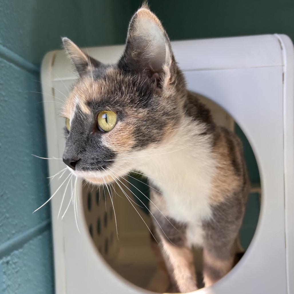 Stacey, Adoptable, Adult Female Domestic Short Hair.