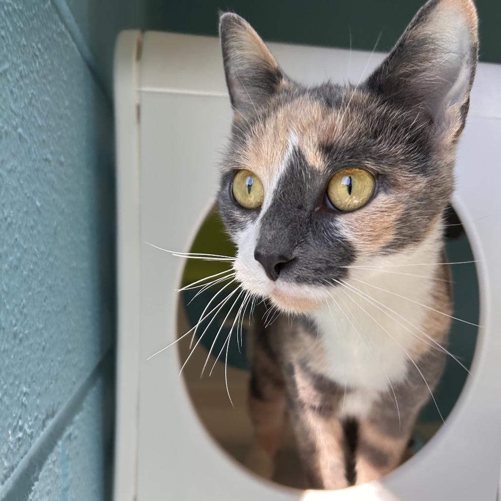 Enlarge Stacey, a Adoptable Domestic Short Hair in Roxboro, NC image 2/3