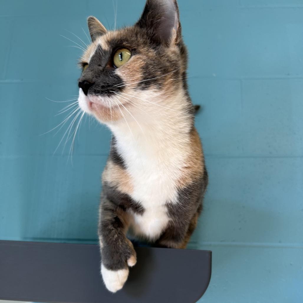 Enlarge Stacey, a Adoptable Domestic Short Hair in Roxboro, NC image 3/3
