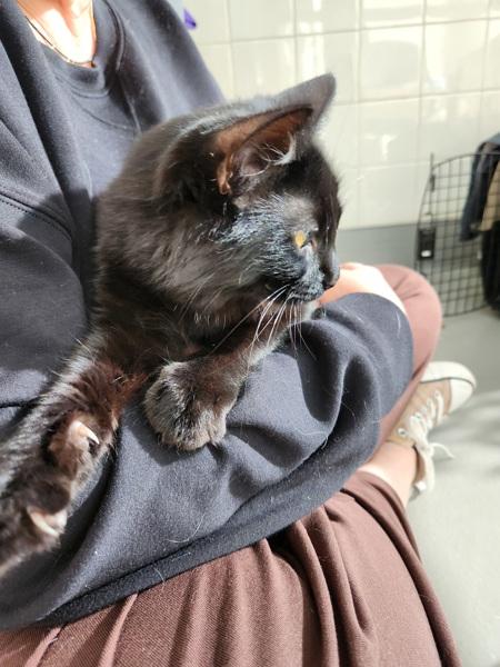 Ash, Adoptable, Young Female Domestic Medium Hair.