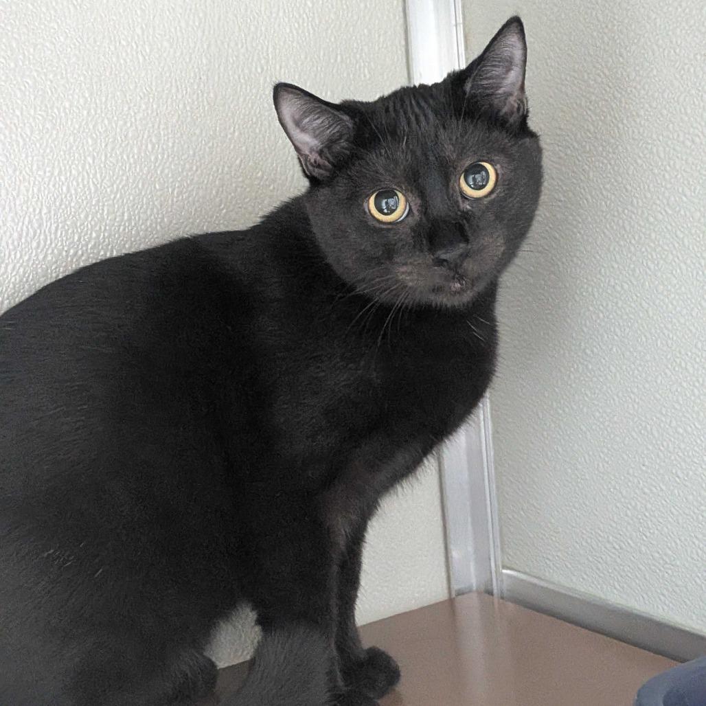 Reaper, Adoptable, Young Male Domestic Short Hair.