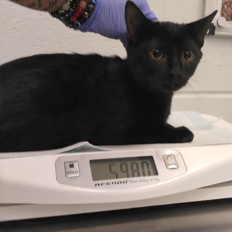 Enlarge Reaper, a Adoptable Domestic Short Hair in Chattanooga, TN image 2/2