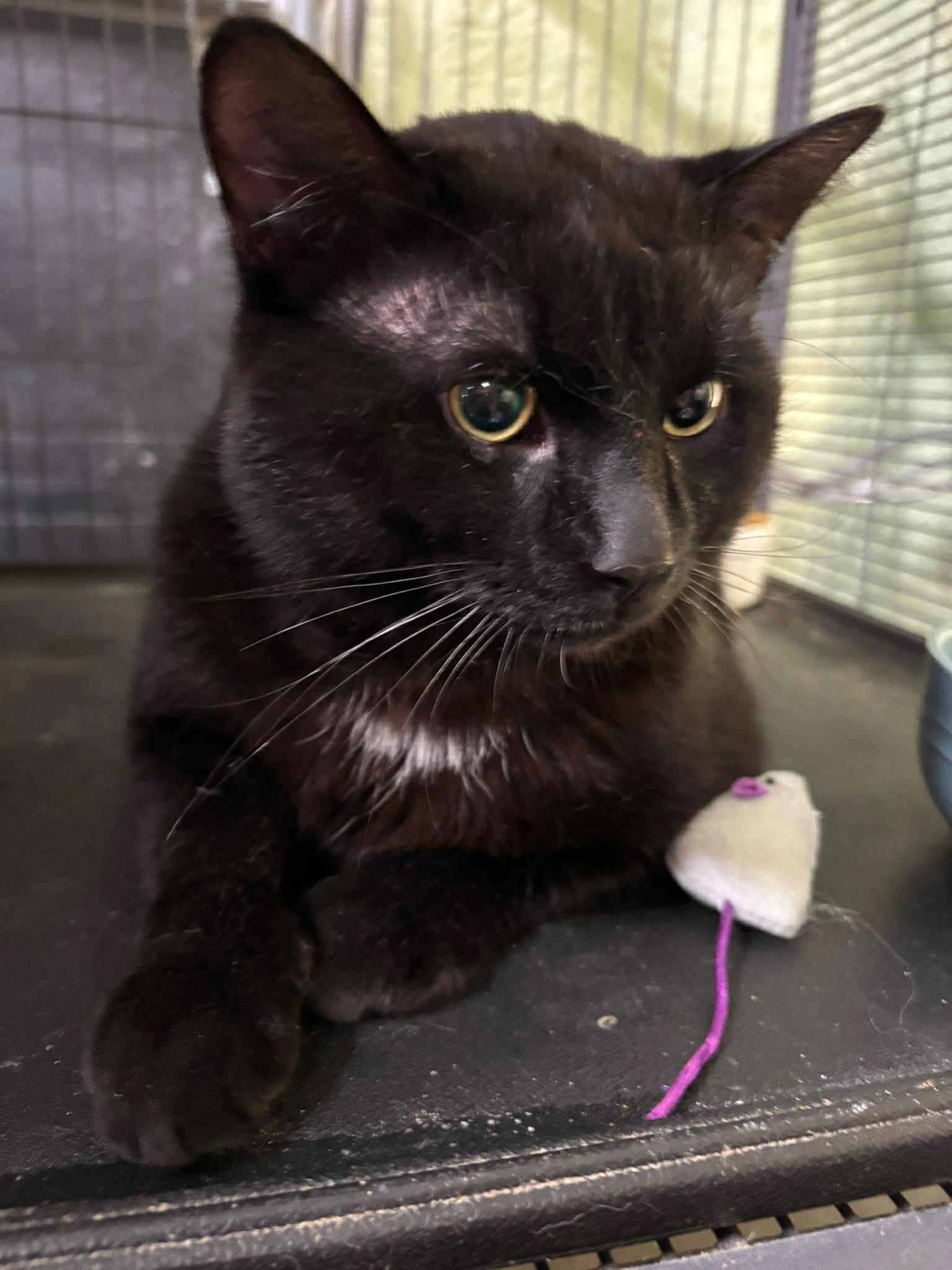 Enlarge STEVIE, a Adoptable Domestic Short Hair in Tillsonburg, ON image 5/6