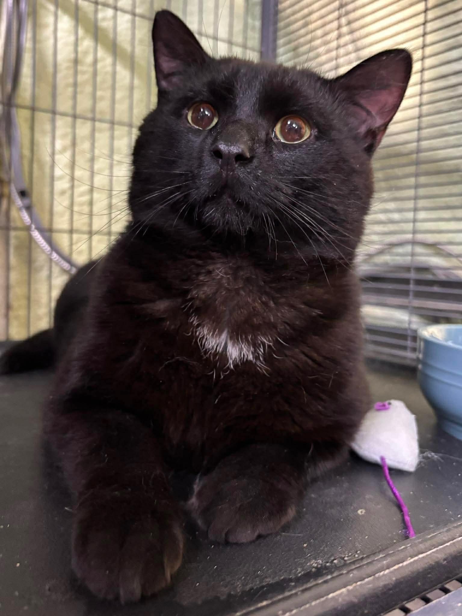 Enlarge STEVIE, a Adoptable Domestic Short Hair in Tillsonburg, ON image 1/6