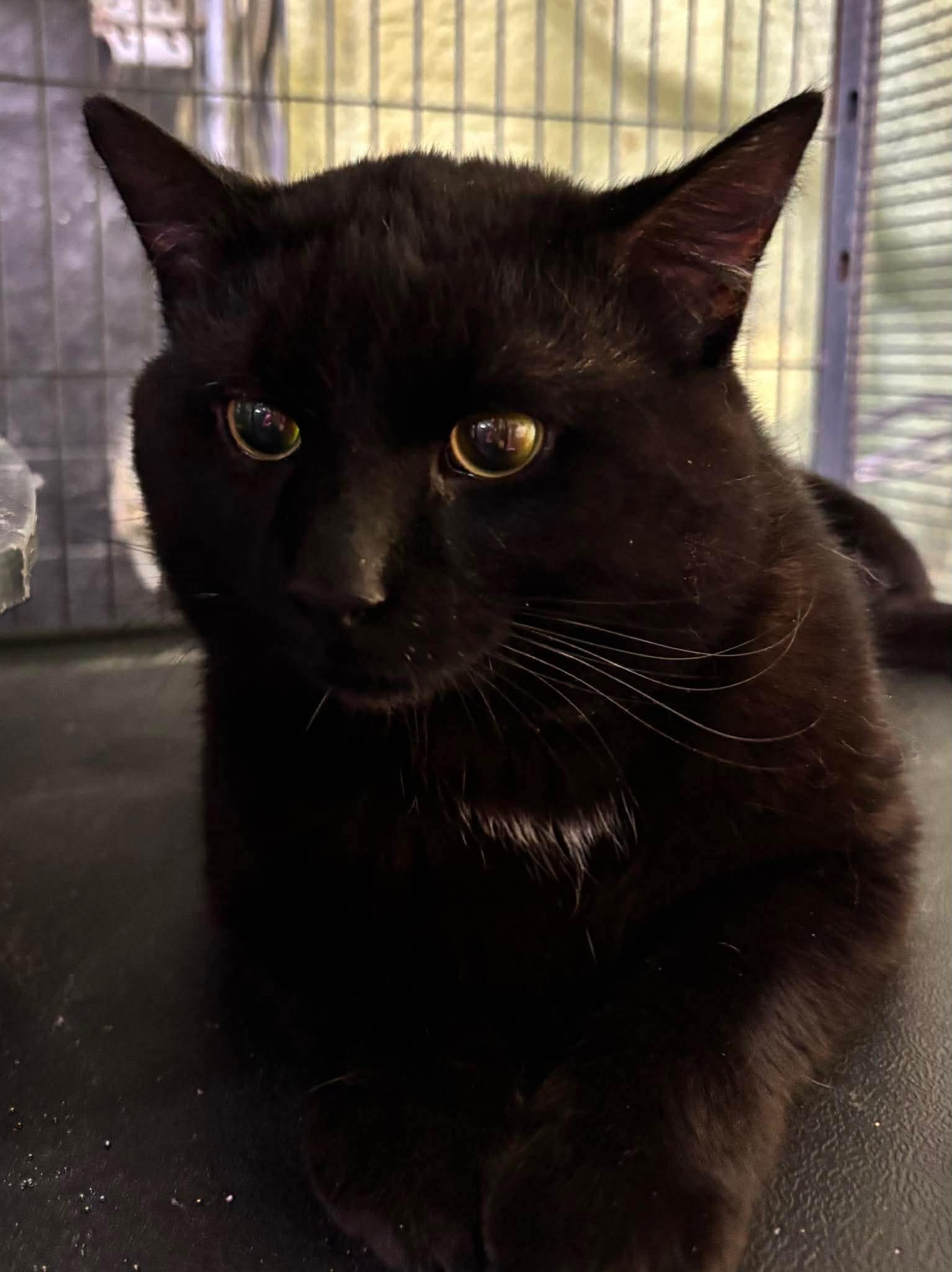 Enlarge STEVIE, a Adoptable Domestic Short Hair in Tillsonburg, ON image 2/6