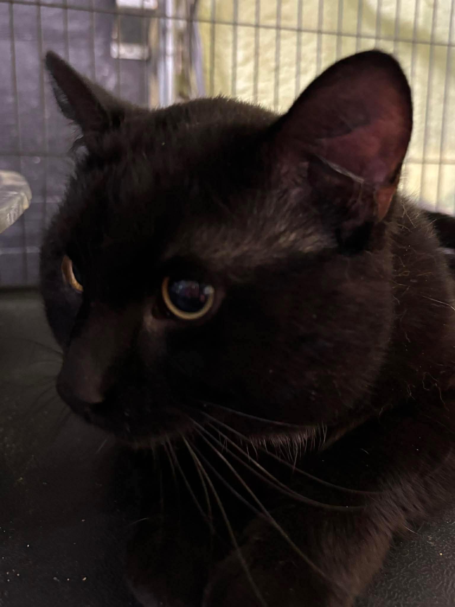 Enlarge STEVIE, a Adoptable Domestic Short Hair in Tillsonburg, ON image 6/6