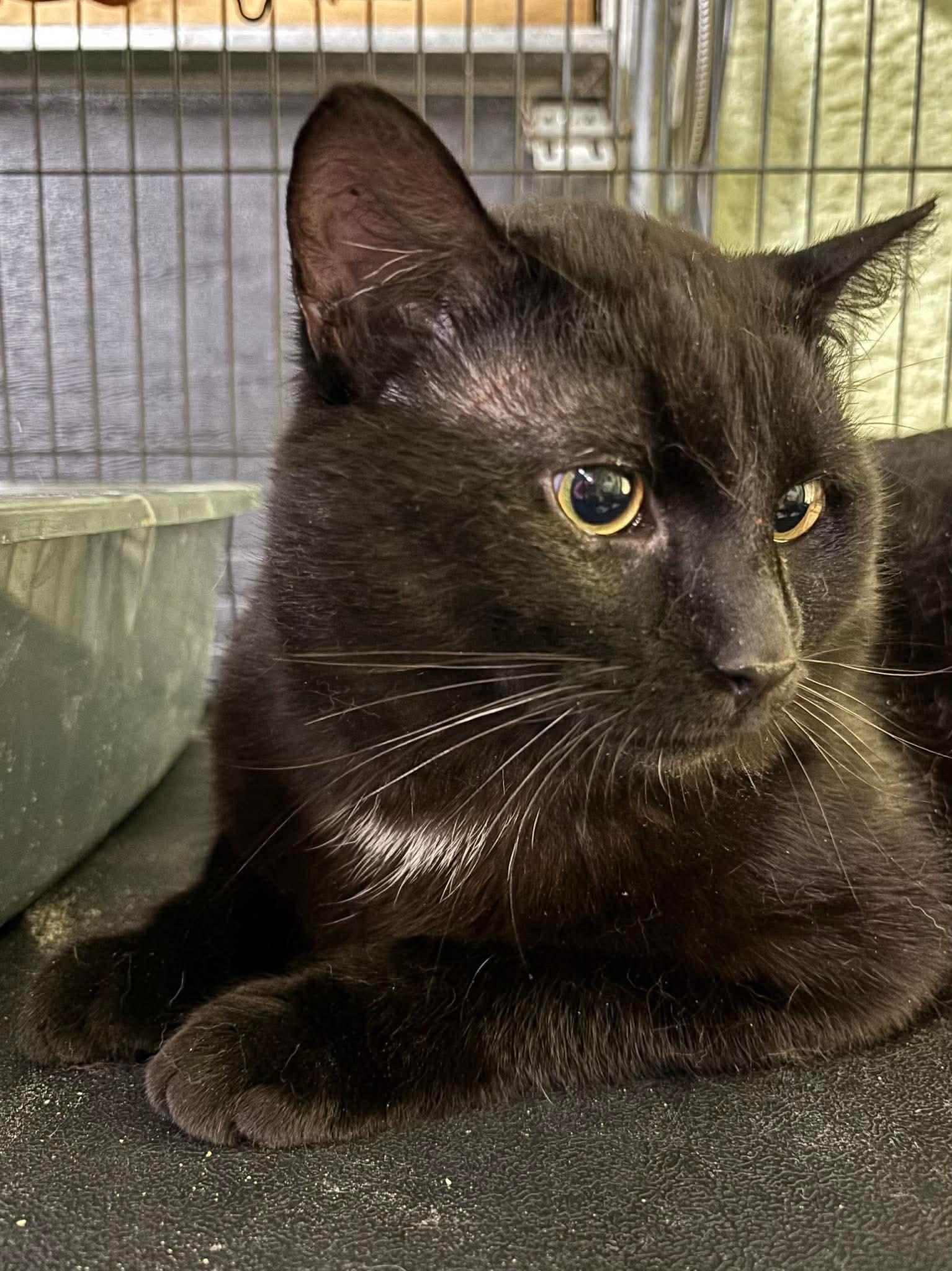 Enlarge STEVIE, a Adoptable Domestic Short Hair in Tillsonburg, ON image 3/6