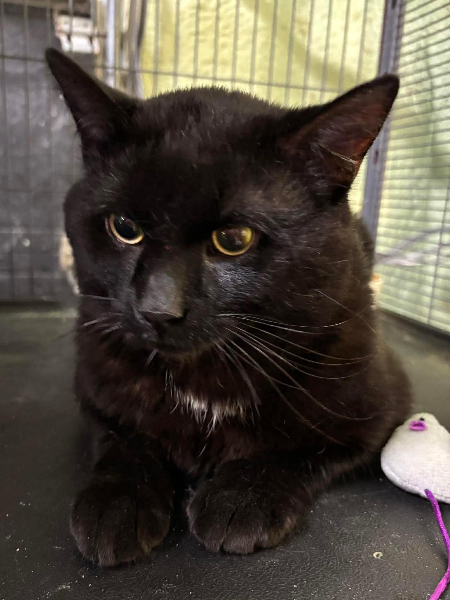 Enlarge STEVIE, a Adoptable Domestic Short Hair in Tillsonburg, ON image 4/6