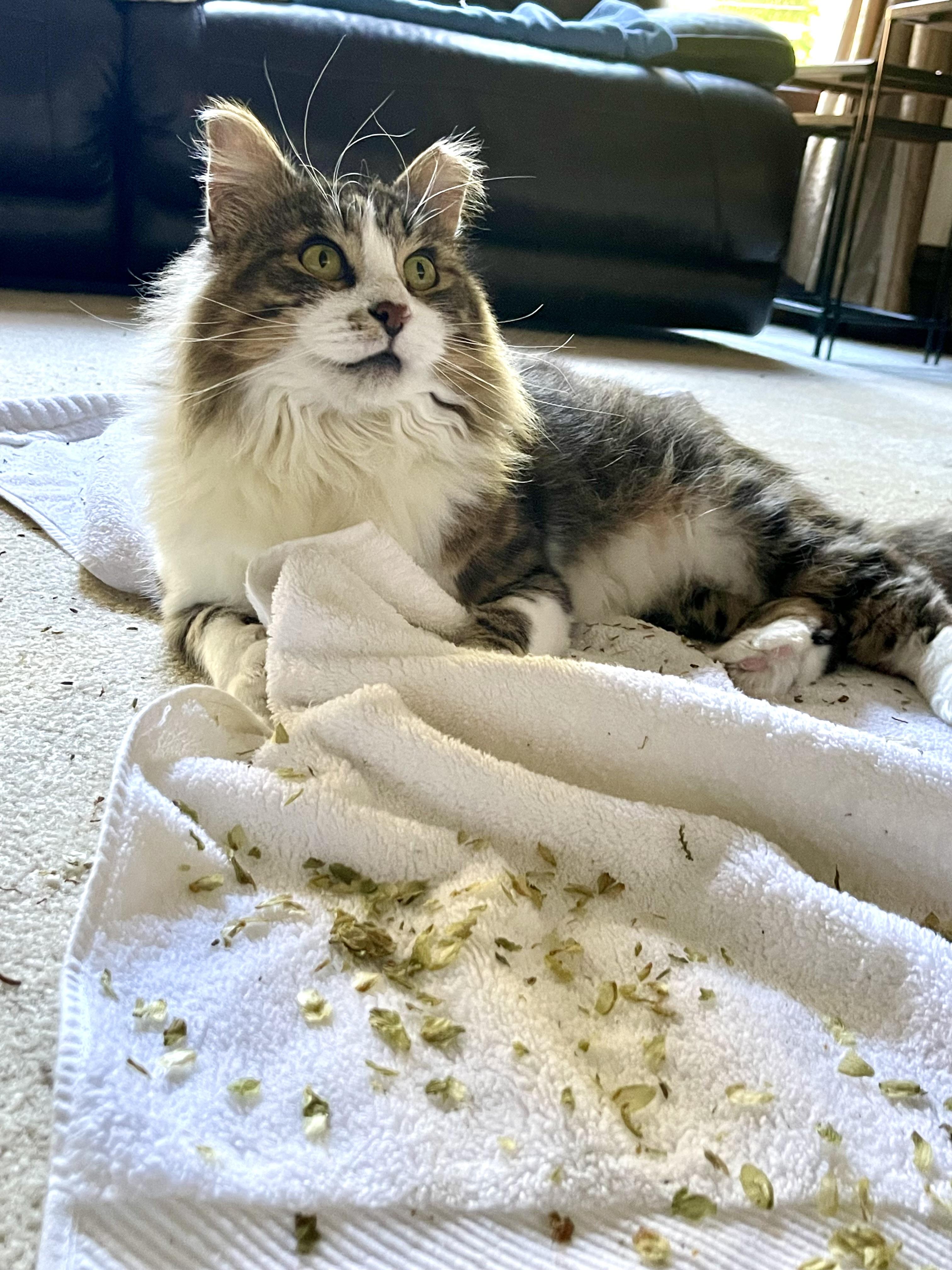 Enlarge Poppy, a Adoptable Domestic Medium Hair in Norwalk, OH image 2/5