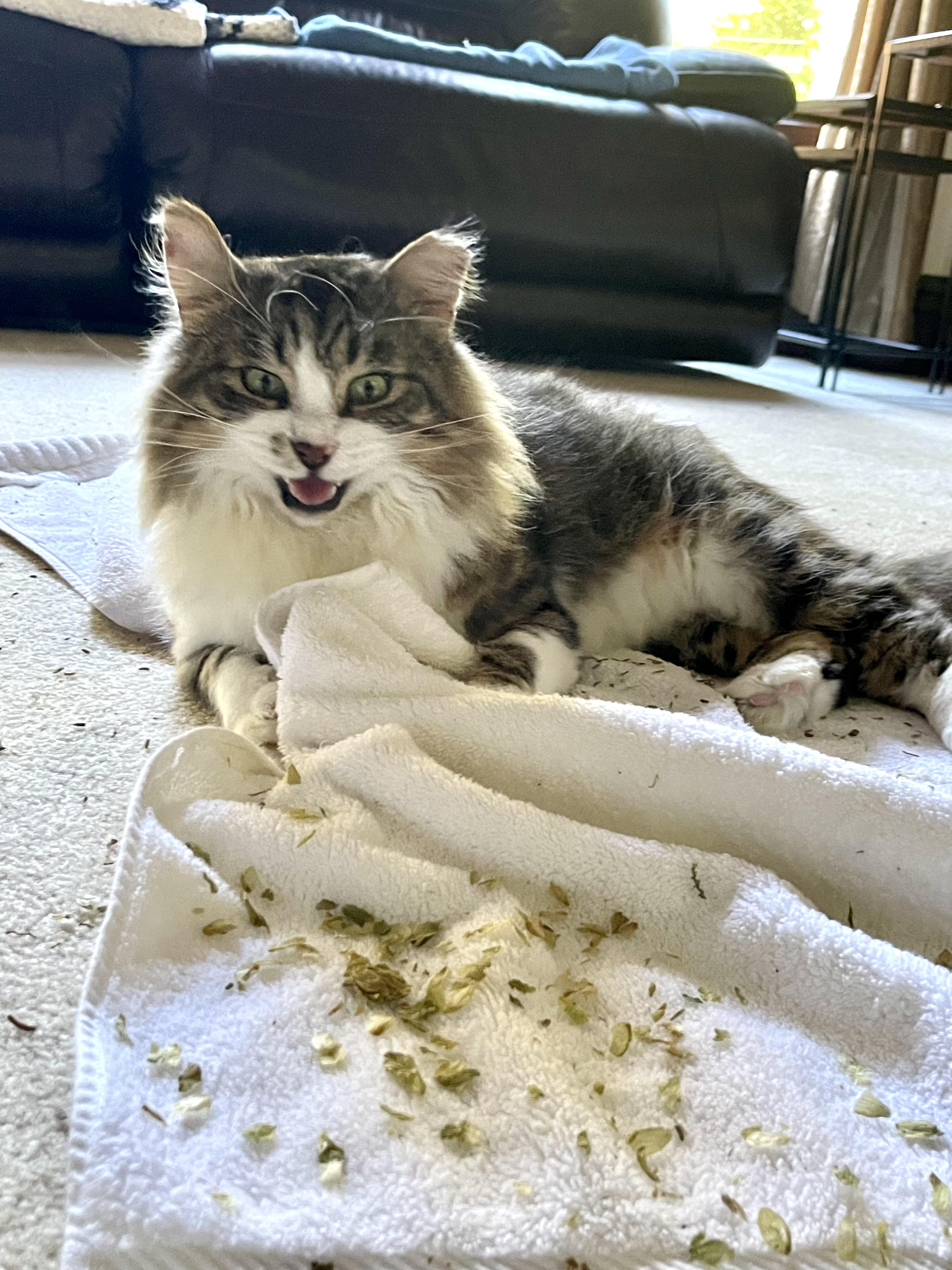 Enlarge Poppy, a Adoptable Domestic Medium Hair in Norwalk, OH image 1/5