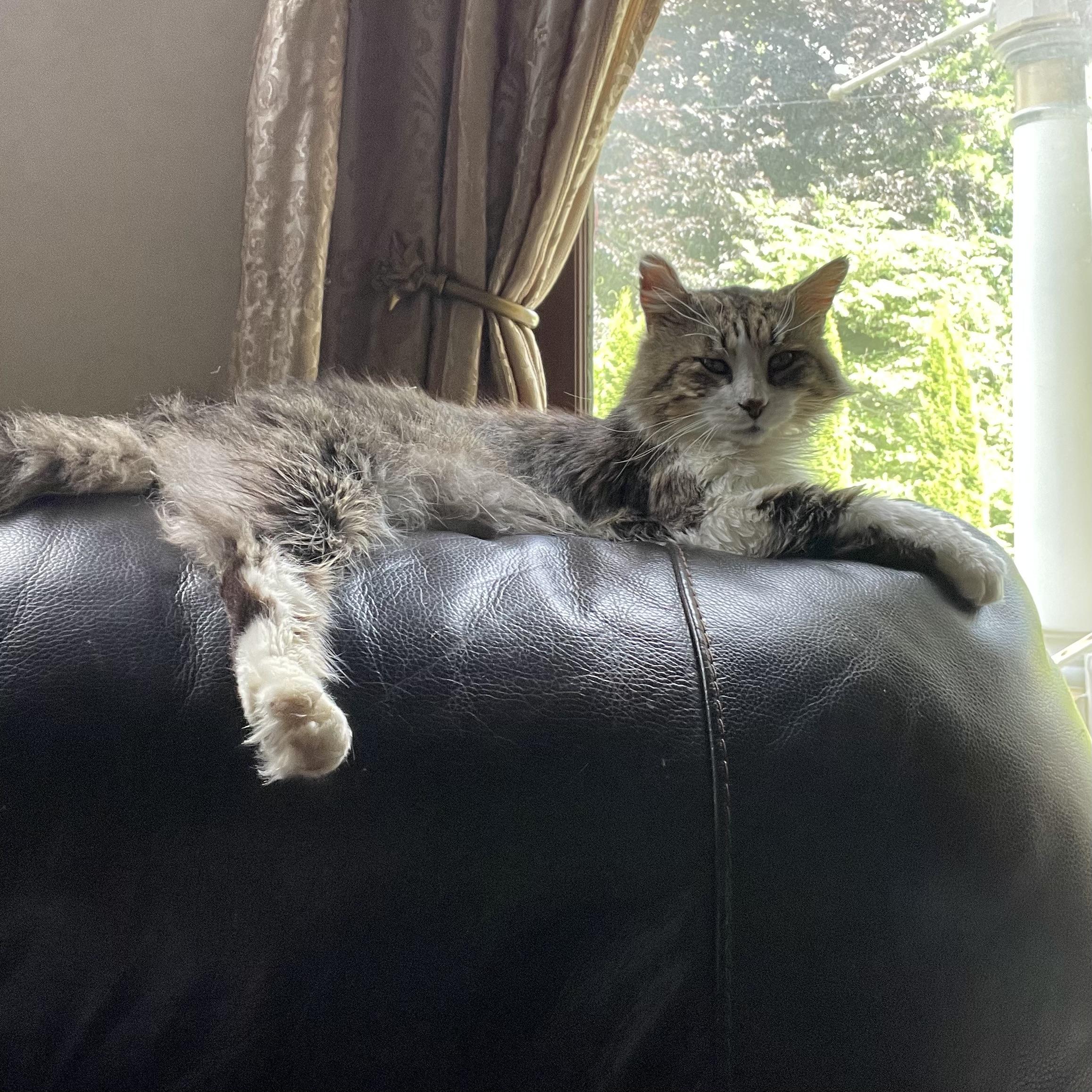 Enlarge Poppy, a Adoptable Domestic Medium Hair in Norwalk, OH image 3/5