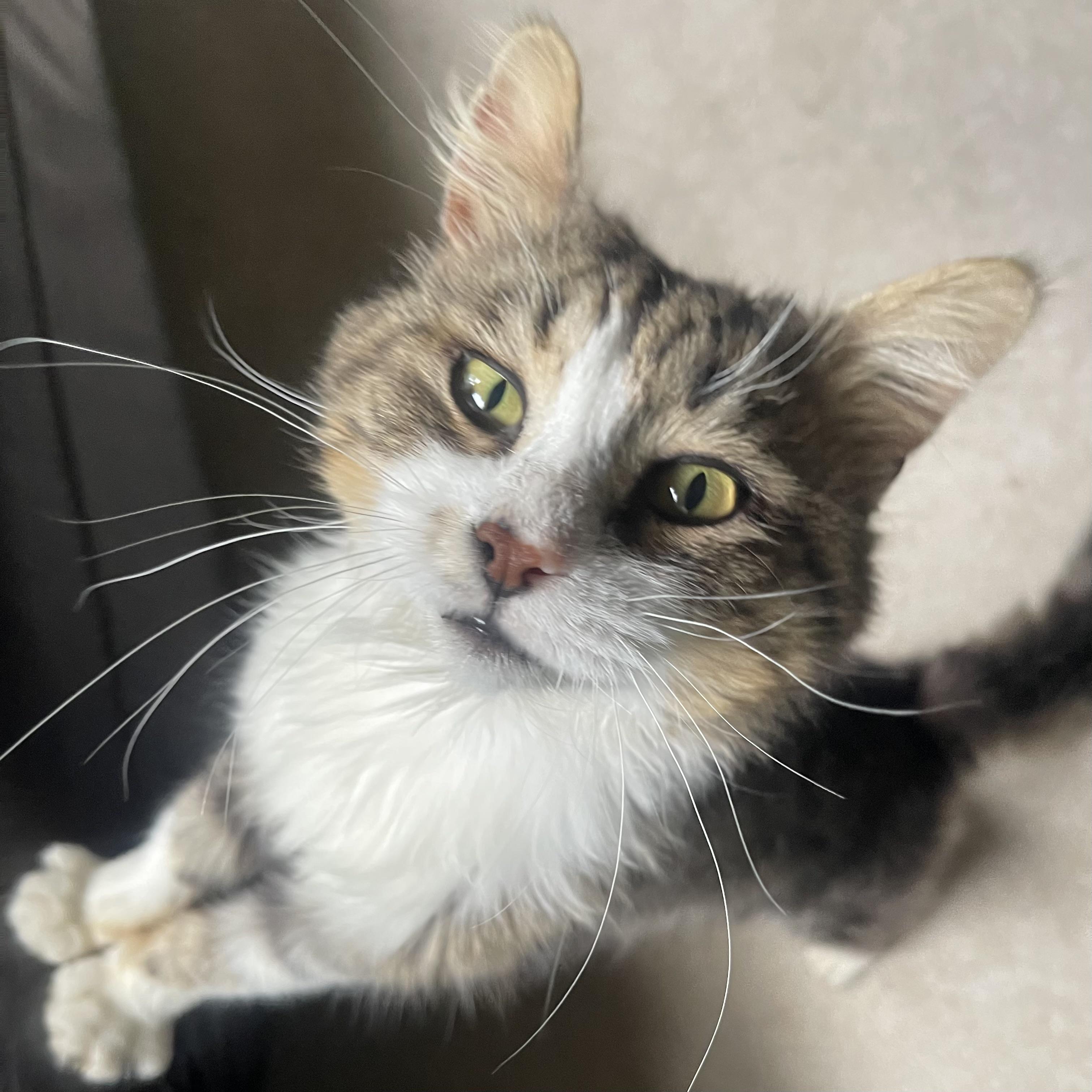 Enlarge Poppy, a Adoptable Domestic Medium Hair in Norwalk, OH image 4/5
