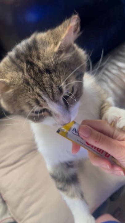 Enlarge Poppy, a Adoptable Domestic Medium Hair in Norwalk, OH video 5/5