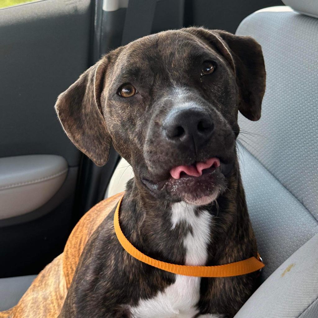 Enlarge Clemmy Lou, a Adoptable Pit Bull Terrier in Spring Hill, KS image 1/6