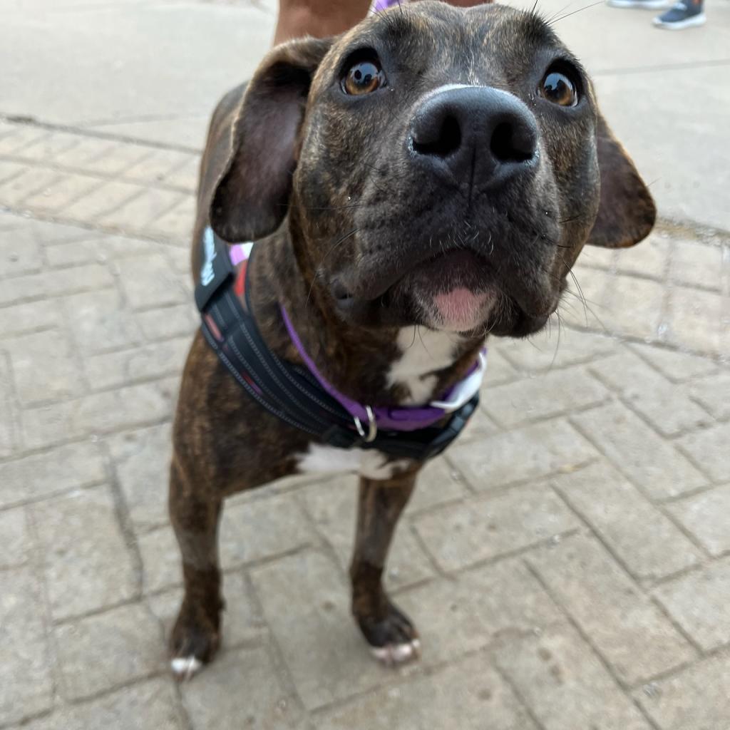 Enlarge Clemmy Lou, a Adoptable Pit Bull Terrier in Spring Hill, KS image 2/6