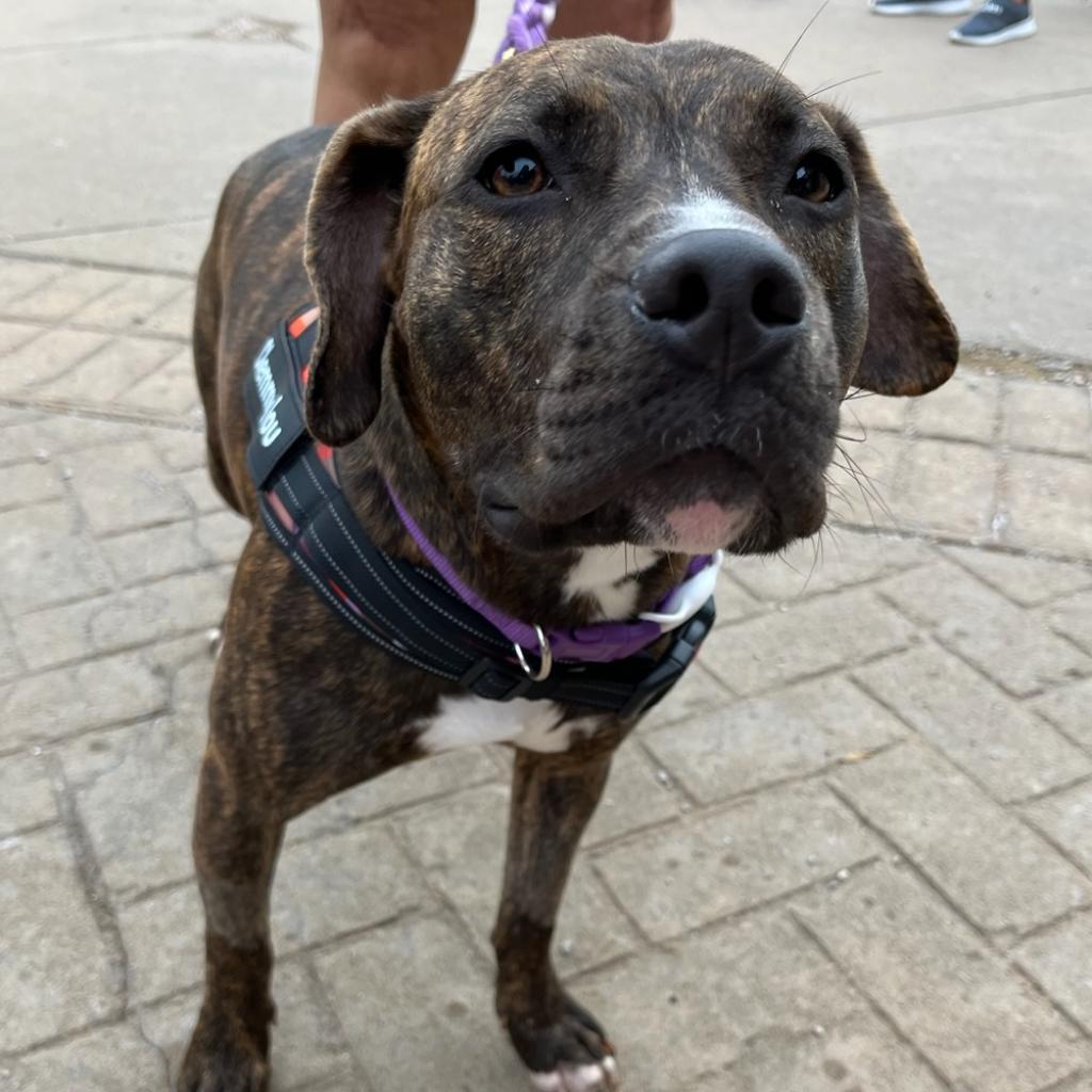 Enlarge Clemmy Lou, a Adoptable Pit Bull Terrier in Spring Hill, KS image 3/6