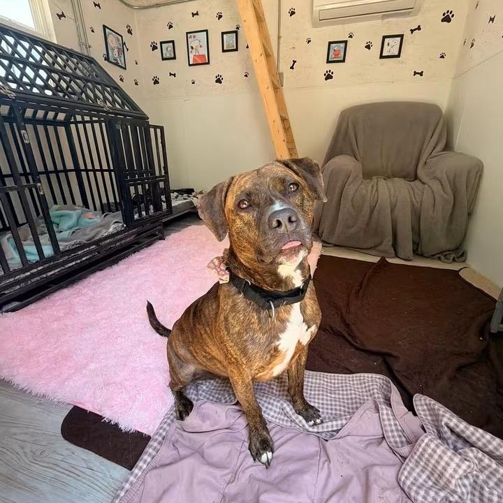 Enlarge Clemmy Lou, a Adoptable Pit Bull Terrier in Spring Hill, KS image 4/6
