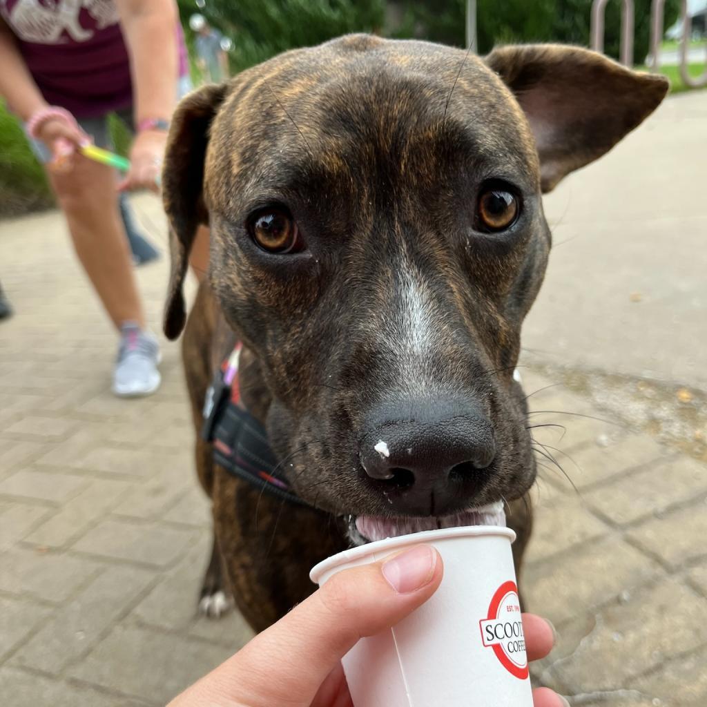Enlarge Clemmy Lou, a Adoptable Pit Bull Terrier in Spring Hill, KS image 5/6