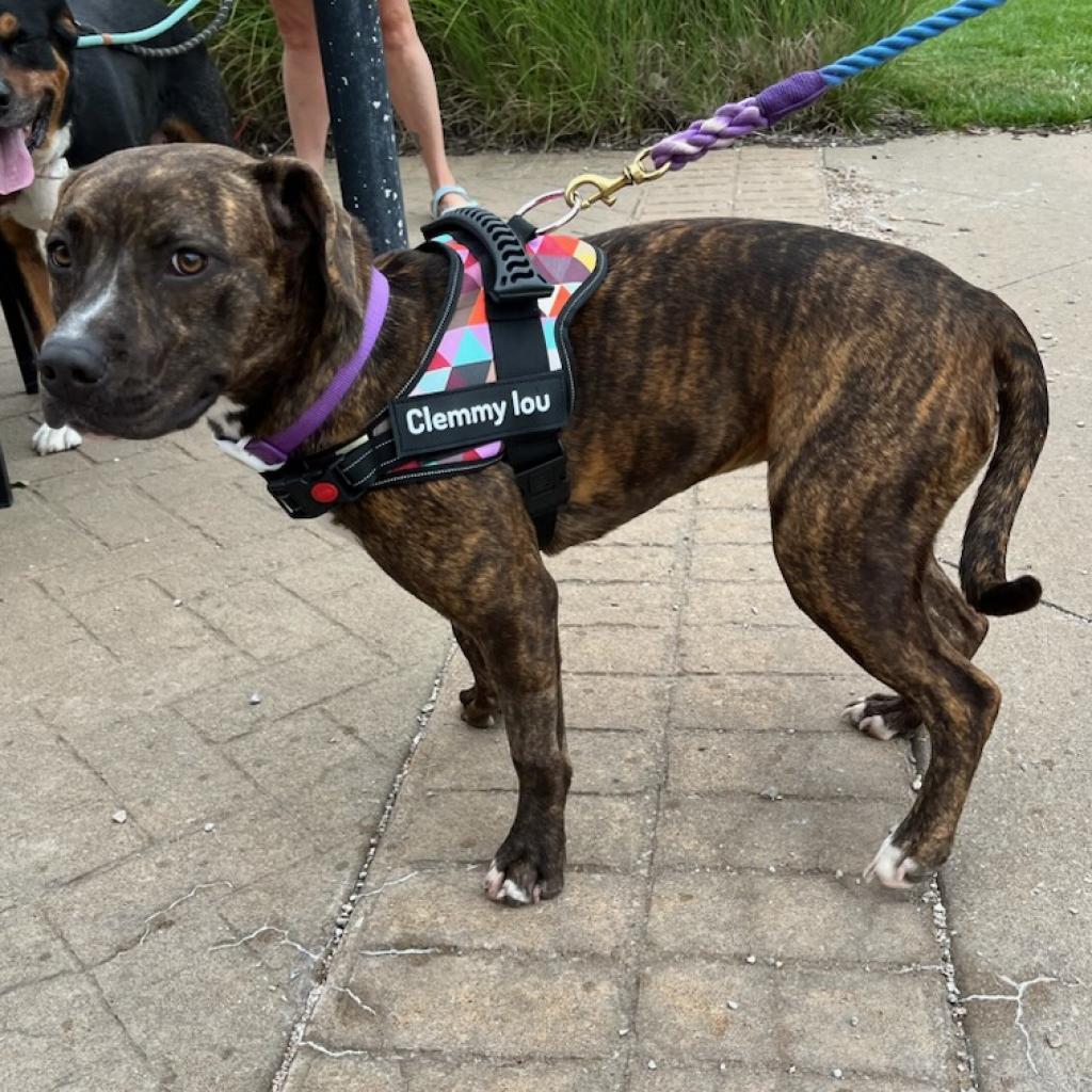 Enlarge Clemmy Lou, a Adoptable Pit Bull Terrier in Spring Hill, KS image 6/6