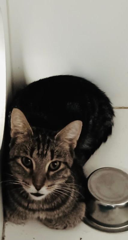Marcie Mom, Adoptable, Kitten Female Domestic Short Hair.