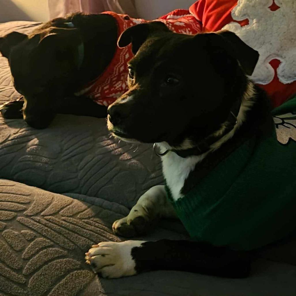 Buster, Adoptable, Young Male Collie & Pug.