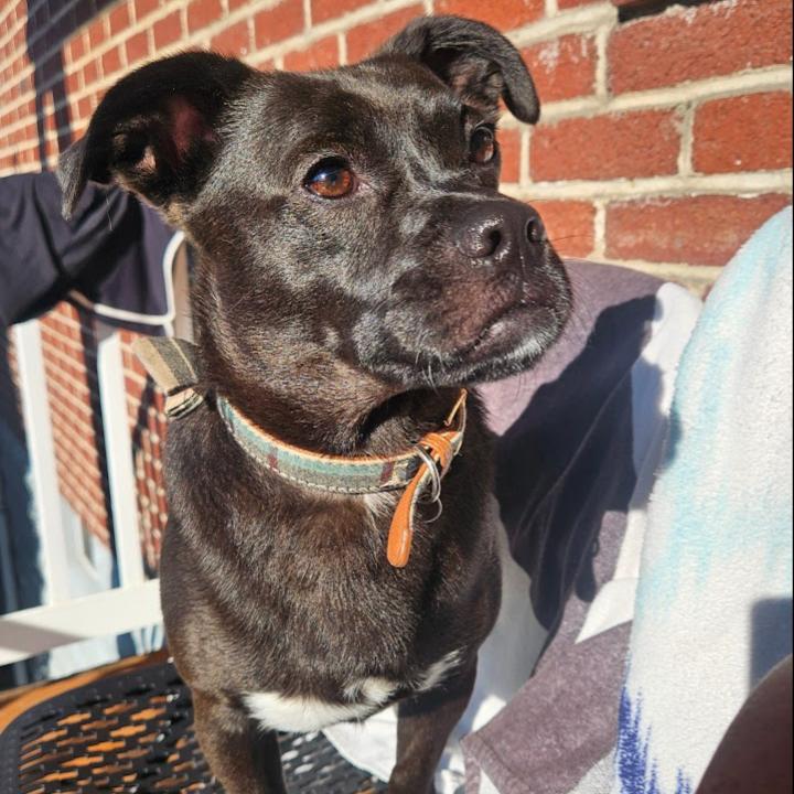 Enlarge Buster, a Adoptable mixed breed in Flintstone, MD image 2/6