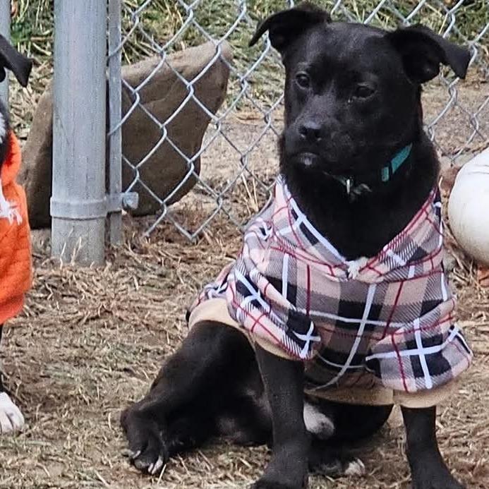 Enlarge Buster, a Adoptable mixed breed in Flintstone, MD image 3/6