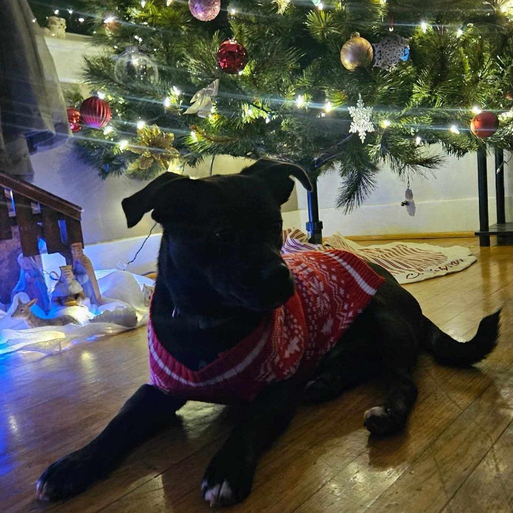Enlarge Buster, a Adoptable mixed breed in Flintstone, MD image 6/6