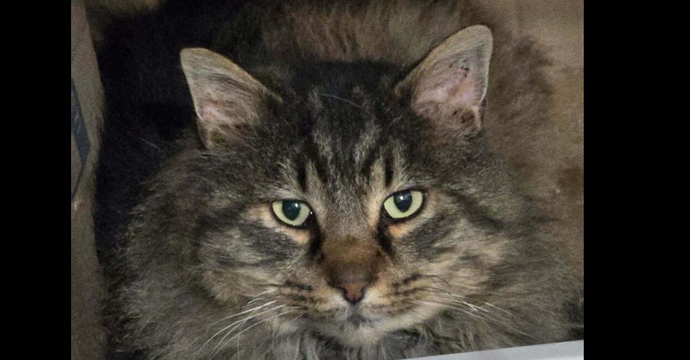 Enlarge Bear, a Adoptable Domestic Long Hair in Springdale, PA image 1/1