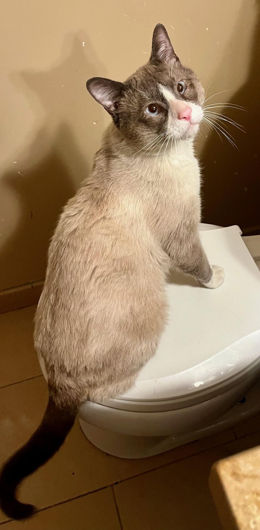 Enlarge Asher, an adopted Siamese in Tustin, CA image 3/5