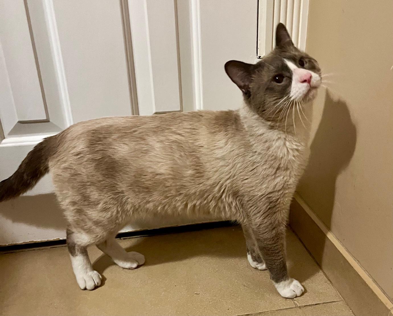 Enlarge Asher, an adopted Siamese in Tustin, CA image 2/5