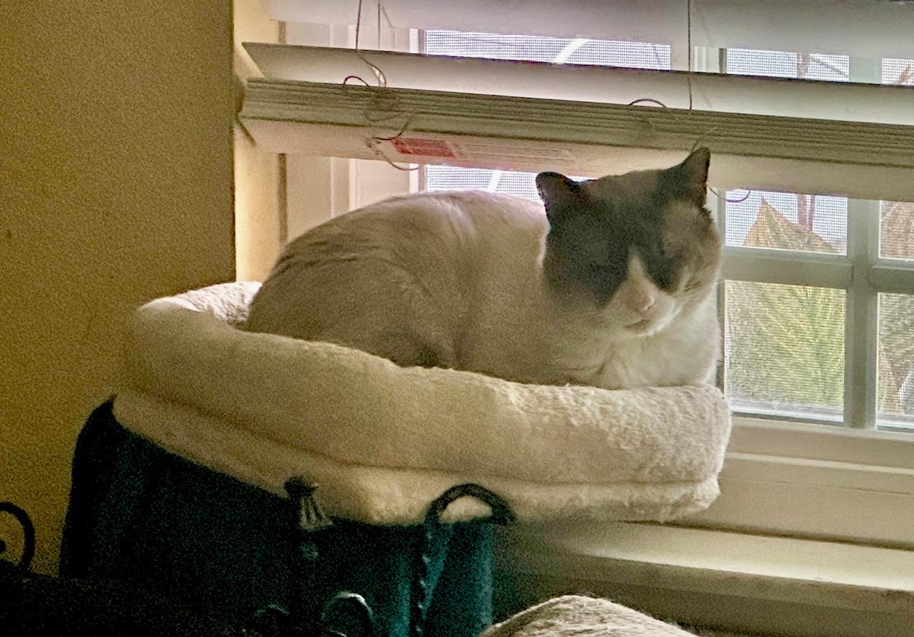 Enlarge Asher, an adopted Siamese in Tustin, CA image 4/5
