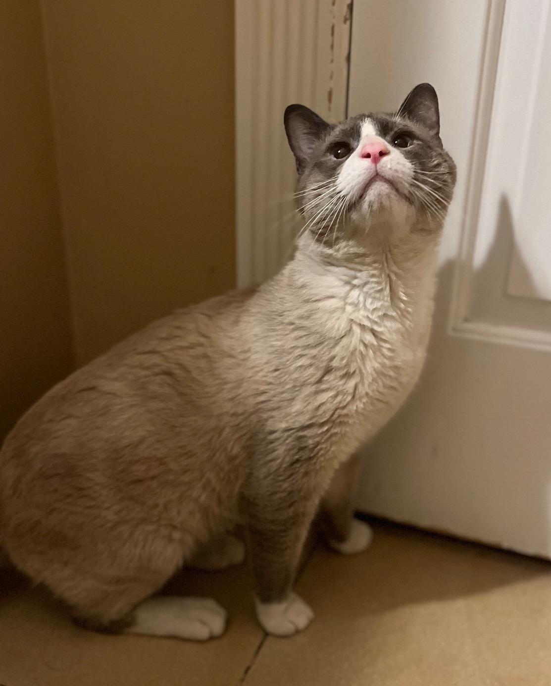 Enlarge Asher, an adopted Siamese in Tustin, CA image 5/5