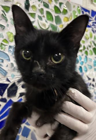 Enlarge SALEM, a Adoptable Domestic Short Hair in Pensacola, FL image 1/1