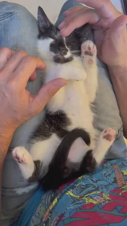 Enlarge Bigs, a Adopted Domestic Short Hair in Piscataway, NJ video 4/7