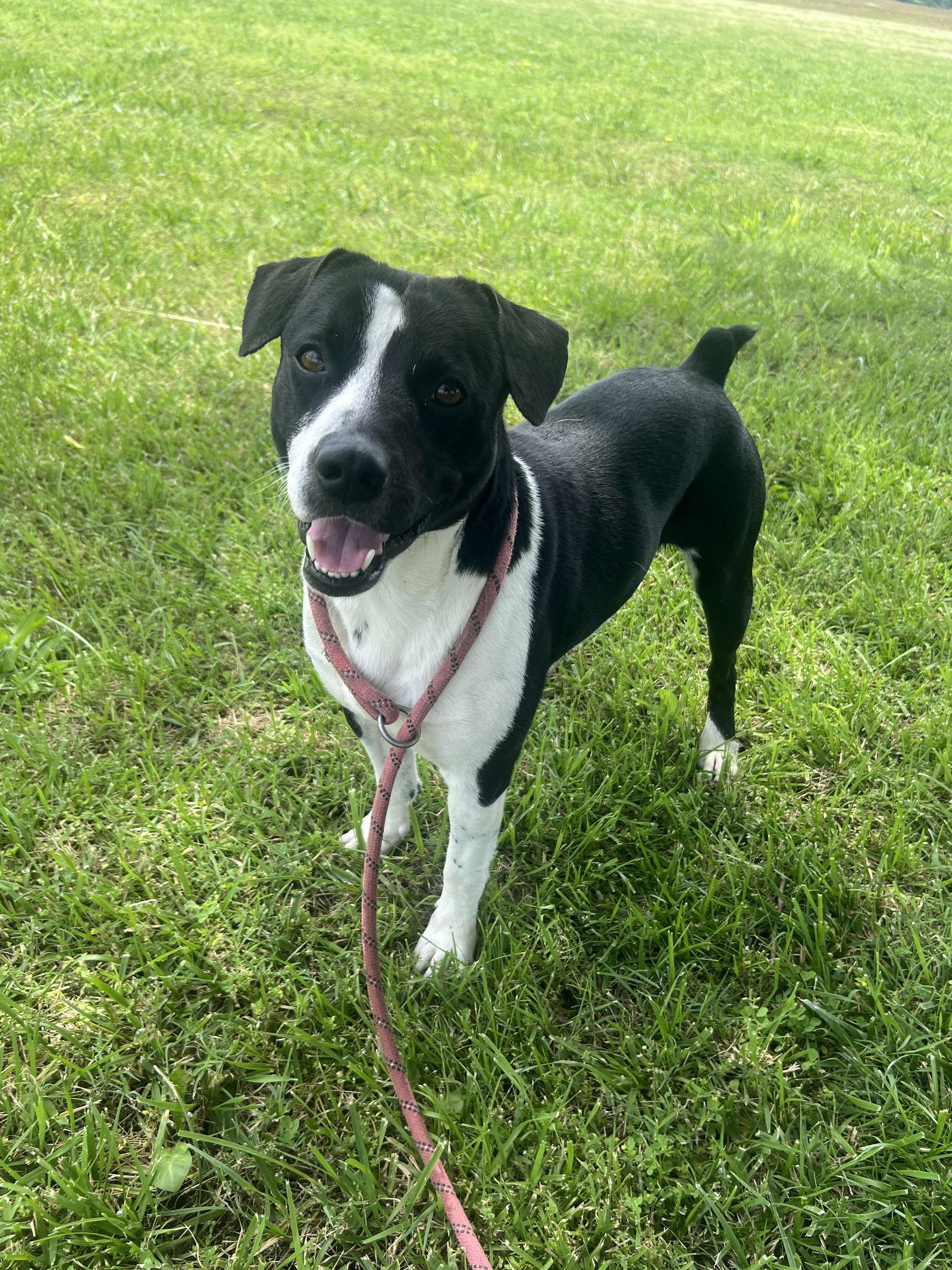 Enlarge Lenny  #9966, a Adoptable mixed breed in Pryor, OK image 1/2