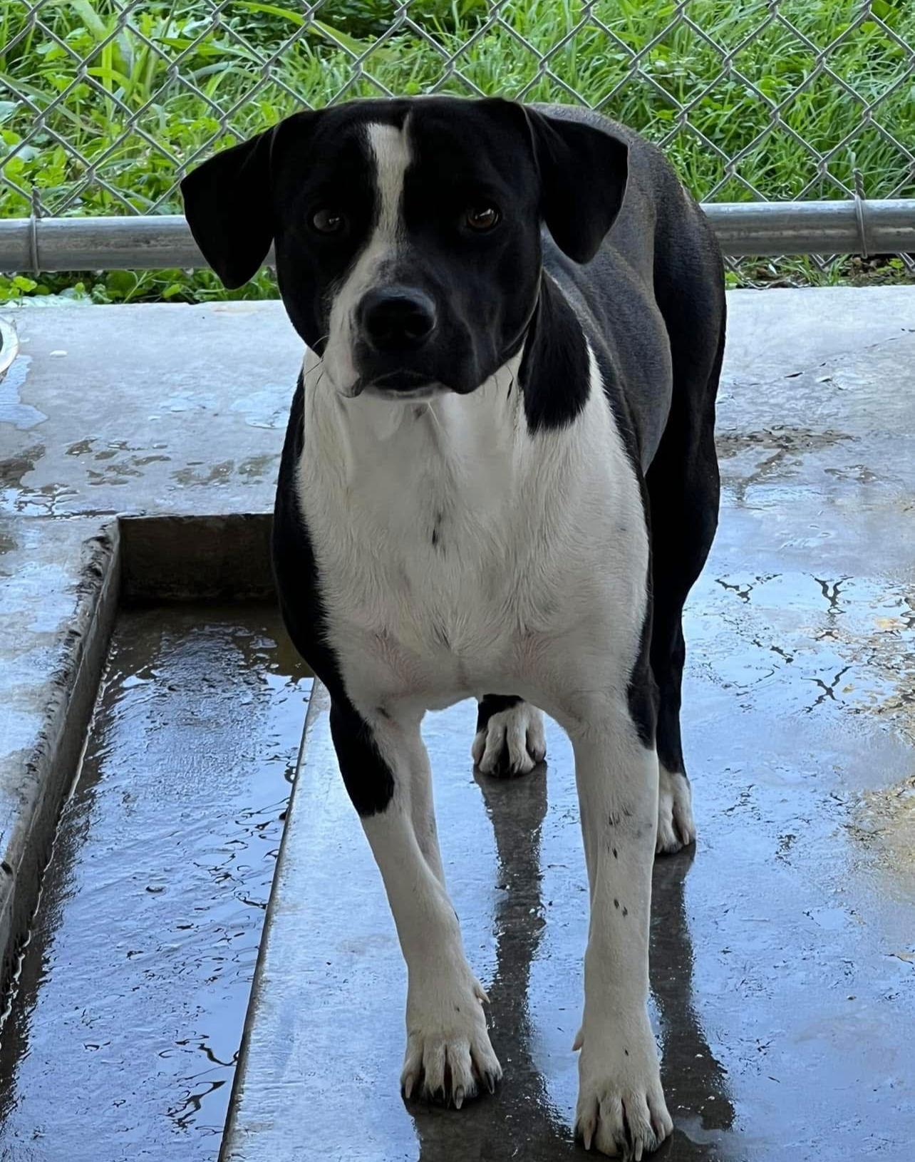 Enlarge Lenny  #9966, a Adoptable mixed breed in Pryor, OK image 2/2